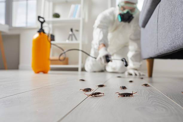 Commercial Kitchen Cockroach Control in Gloucester
